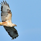 Long-legged Buzzard  "Buteo rufinus"